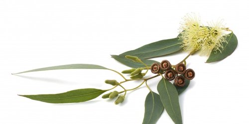 Eukalyptus Guľatoplodý (Eucalyptus globulus )
