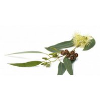 Eukalyptus Guľatoplodý List (Eucalyptus globulus )