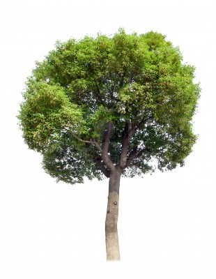 Gáfor -  Gafrovník Škoricovník Lekársky (Cinnamomum Camphora)