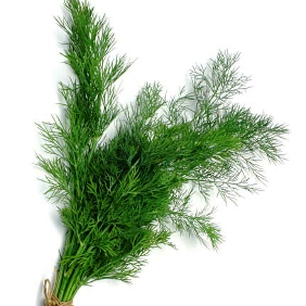 Kôpor Voňavý (Anethum graveolens)