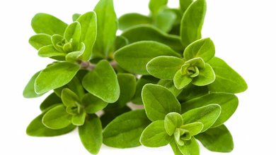 Majorán záhradný ( Origanum majorana syn. Majorana hortensis )