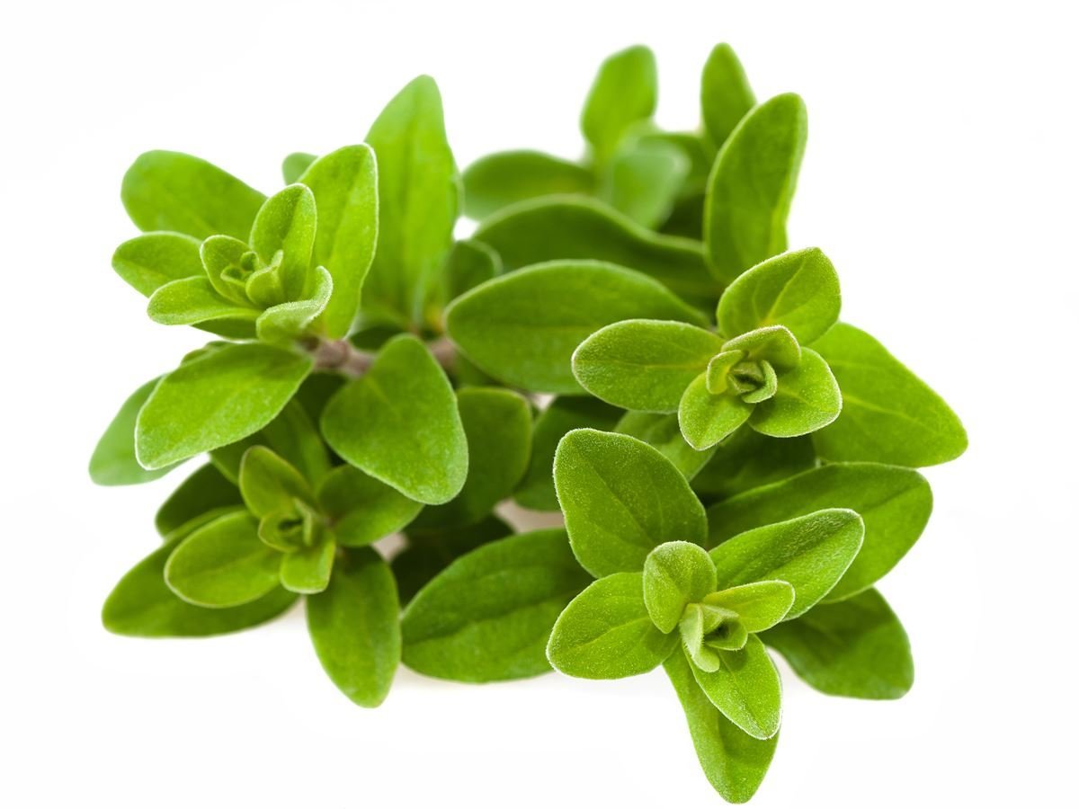 Majorán záhradný ( Origanum majorana syn. Majorana hortensis )