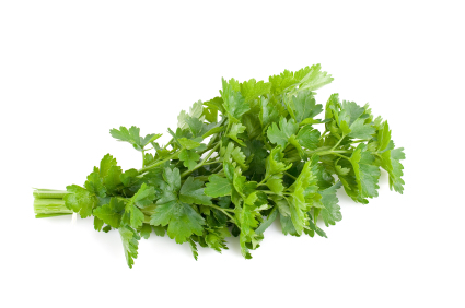 Petržlen Záhradný (Petroselinum crispum)