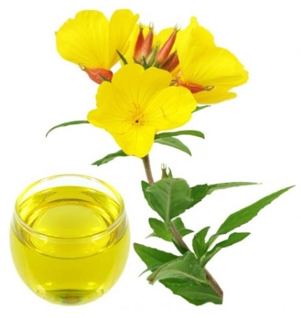 Pupalka dvojročná (Oenothera biennis)