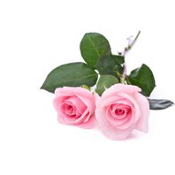 Ruža Stolistá Olej - Silica 1ml (Rosa centifolia)