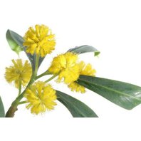 Akácia Absolue 2% - Silica 5 ml ( Acacia farnesiana )