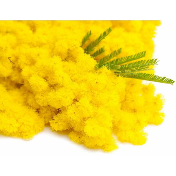 mimozaherb.jpg