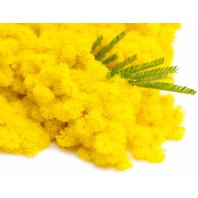 Mimóza Éterický olej - Absolue 30% 5 ml (Acacia Decurrens var. dealbata) Mimóza Éterický olej - Absolue 30% 5 ml (Acacia Decurrens var. dealbata)