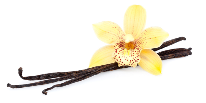 Vanilka (Vanilla planifolia)