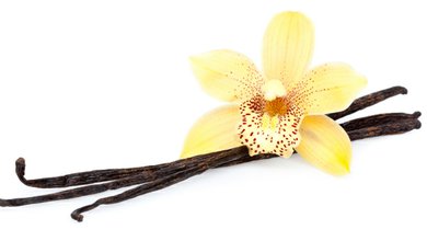 Vanilka (Vanilla planifolia)