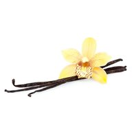 Vanilka Plod 1 ks (Vanilla planifolia)
