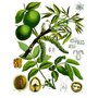 orechkralovskyherb.jpg
