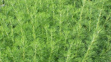 Palina Abrotánová (Artemisia Abrotanum)