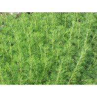 Palina Abrotanová Vňať 1kg (Artemisia Abrotanum)