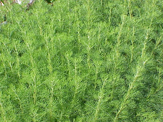 Palina Abrotánová (Artemisia Abrotanum)