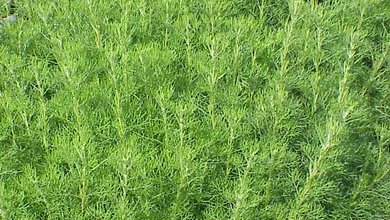 Palina Abrotánová (Artemisia Abrotanum)