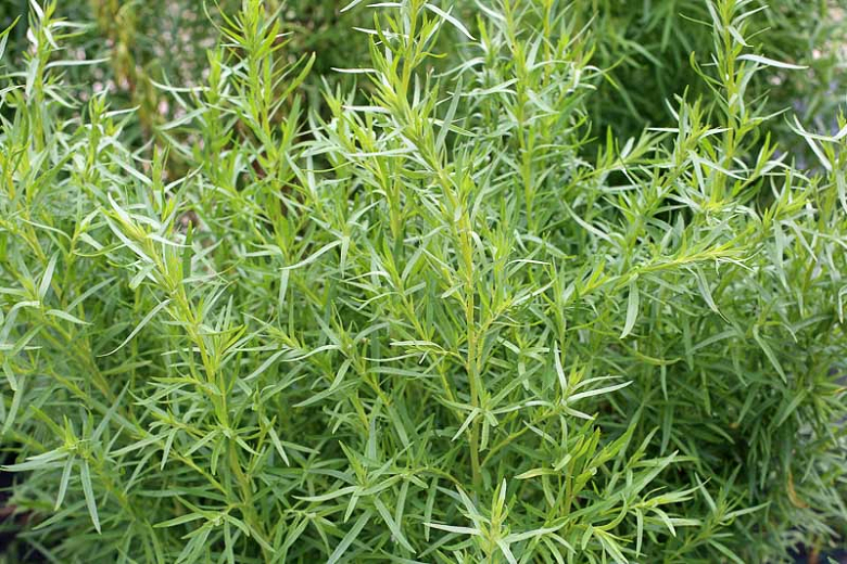 Palina Dračia  (Artemisia dracunculus)