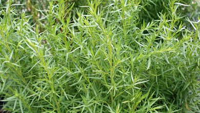Palina Dračia  (Artemisia dracunculus)