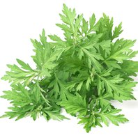 Palina Obyčajná Vňať (Artemisia Vulgaris)