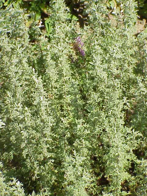 Palina Pontická - Pontská (Artemisia Pontica)