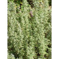 Palina Pontická Vňať (Artemisia Pontica) Palina Pontická Vňať (Artemisia Pontica)