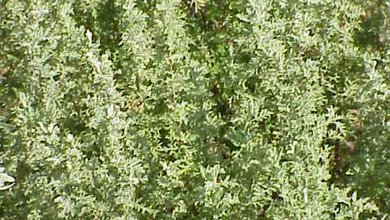 Palina Pontická - Pontská (Artemisia Pontica)