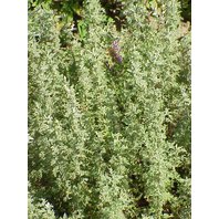 Palina Pontická Vňať (Artemisia Pontica)