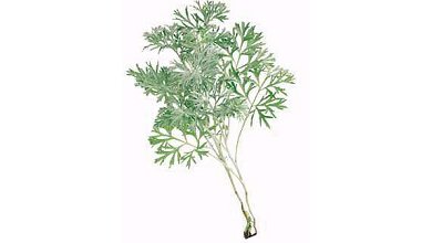 Božie Drievko - Palina pravá (Artemisia absinthium)