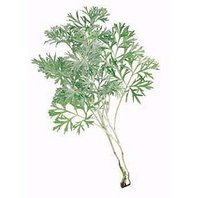 Božie Drievko - Palina Pravá Vňať 1kg (Artemisia absinthium)
