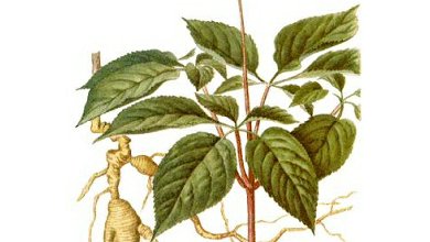 Ženšen Pravý (Panax Ginseng)