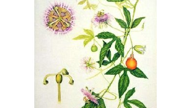 Mučenka Opletavá (Passiflora Incarnata)
