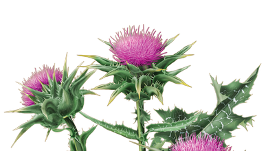 Pestrec mariánsky (Silybum marianum)