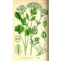 pimpinella-anisum herb.jpg