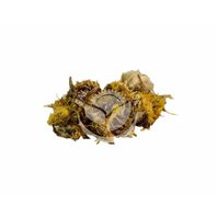 Podbeľ Liečivý Kvet (Tussilago farfara)