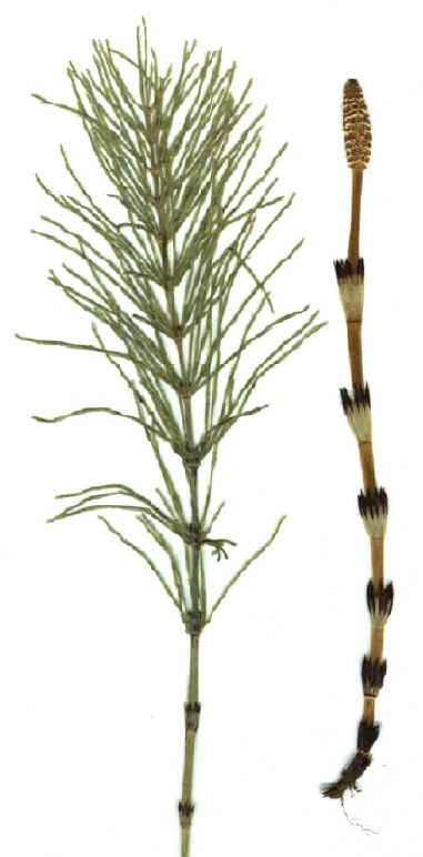 Praslička roľná (Equisetum arvense)