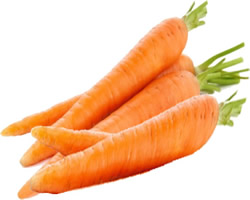 Mrkva obyčajná (Daucus carota)