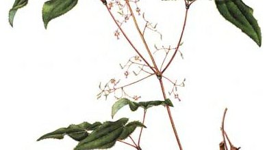 Krpčiarka šípolistá (Epimedium sagittatum)