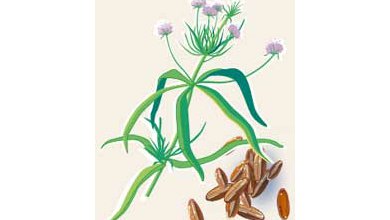 Skorocel Indický (Plantago Psyllium)