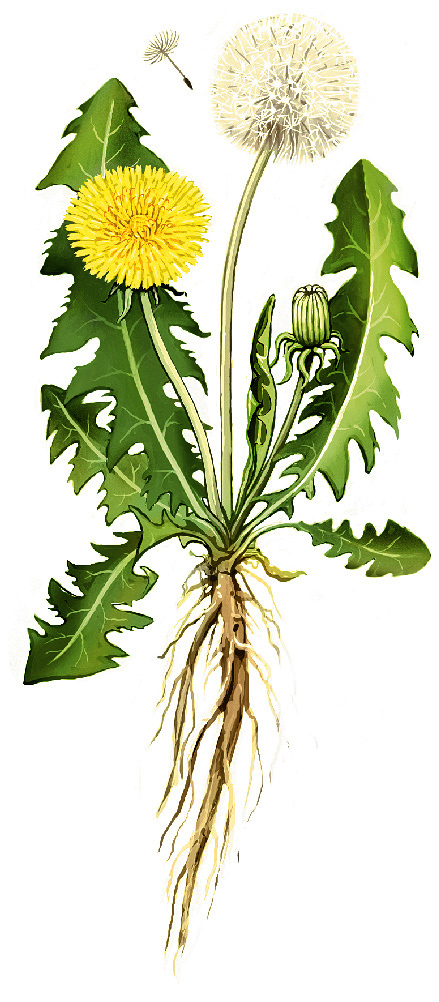Púpava lekárska (Taraxacum officinale)