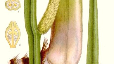 Puškvorec Obyčajný (Acorus calamus)