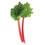 rebarboraherb.jpg