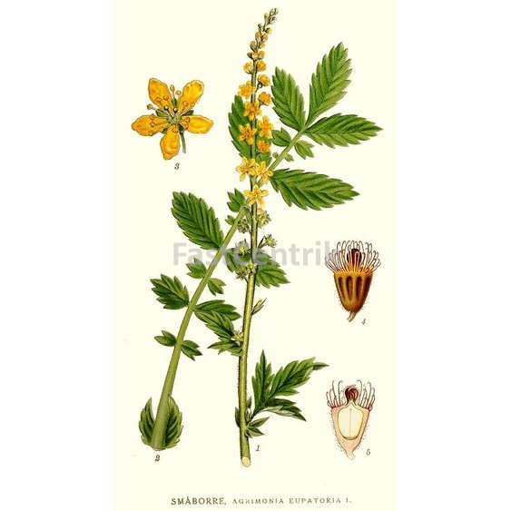 repikherb.jpg