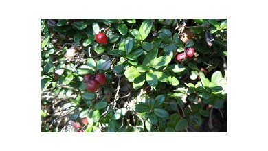 Brusnica Pravá ,Veľkoplodá. Kanadská (Rhodococcum Vitis-ida, Vaccinium Macrocarpon) Brusnica Pravá ,Veľkoplodá. Kanadská (Rhodococcum Vitis-ida, Vaccinium Macrocarpon)
