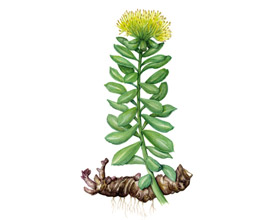 Rozchodnica ružová (Rhodiola rosea)