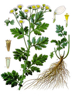 Rimbaba obyčajná (Tanacetum parthenium / Pyrethrum parthenium)