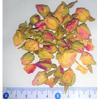 Ruža kvet púčiky (Rosa centifolia)