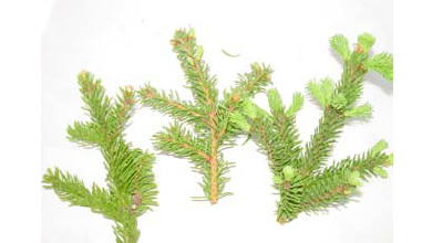 Smrek obyčajný ( Picea abies )