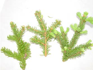 Smrek obyčajný ( Picea abies )