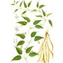 stemonajaponicaherb.jpg
