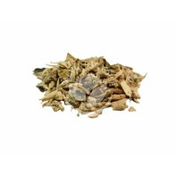 Štetka Lesná Koreň (Dipsacus fullonum)